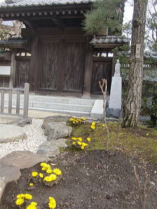 長谷寺のフクジュソウ