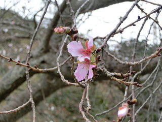 龍宝寺の十月桜