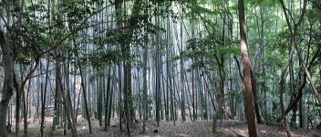 男山の竹林